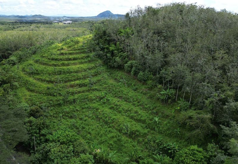 Facing Road 14 Acre Tanah Getah Agricultural Land Jitra Kedah For Sale