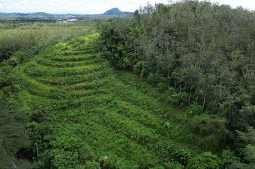 Facing Road 14 Acre Tanah Getah Agricultural Land Jitra Kedah For Sale