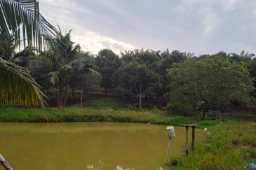 Kulai bukit batu Durian Farm Land for Sale