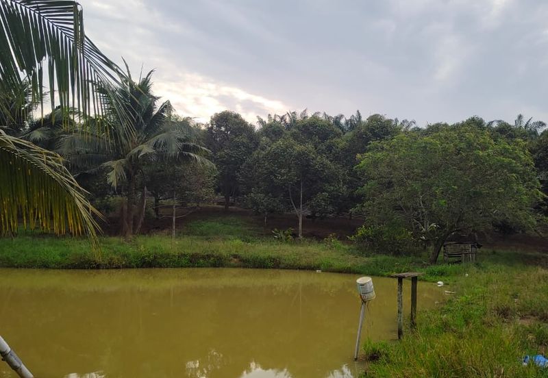 Kulai bukit batu Durian Farm Land for Sale