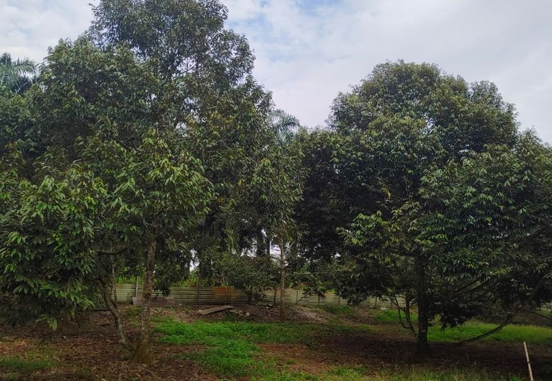 Kulai bukit batu Durian Farm Land for Sale