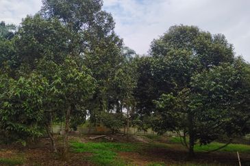 Kulai bukit batu Durian Farm Land for Sale