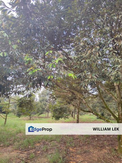 Kulai bukit batu Durian Farm Land for Sale, Johor, Kulai