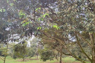 Kulai bukit batu Durian Farm Land for Sale