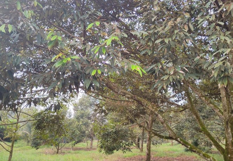 Kulai bukit batu Durian Farm Land for Sale