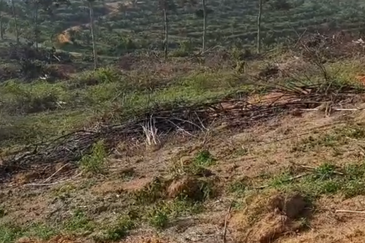 Seelong Selatan Agricultural Land for Sale