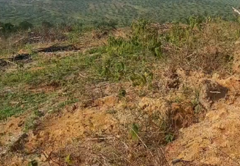 Seelong Selatan Agricultural Land for Sale