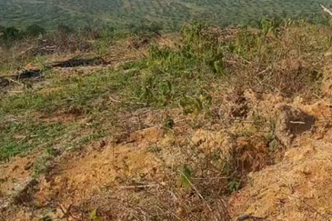 Seelong Selatan Agricultural Land for Sale