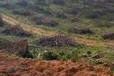 Seelong Selatan Agricultural Land for Sale