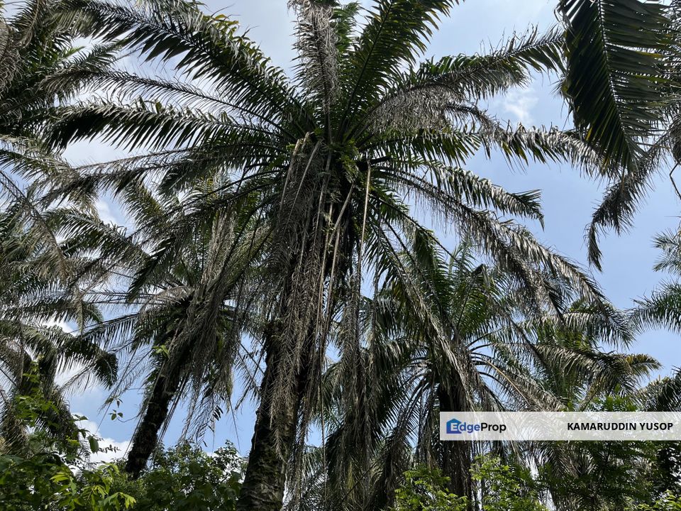 Freehold 1 acre Agriculture Land near GMI Kajang & UKM Bangi, Selangor, Bangi