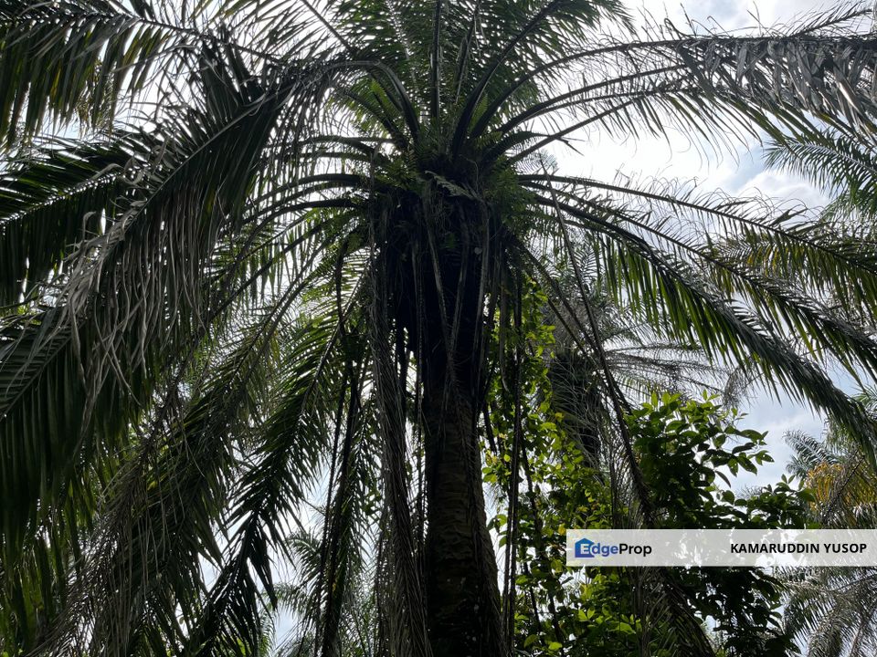 Freehold 1 acre Agriculture Land near GMI Kajang & UKM Bangi, Selangor, Bangi