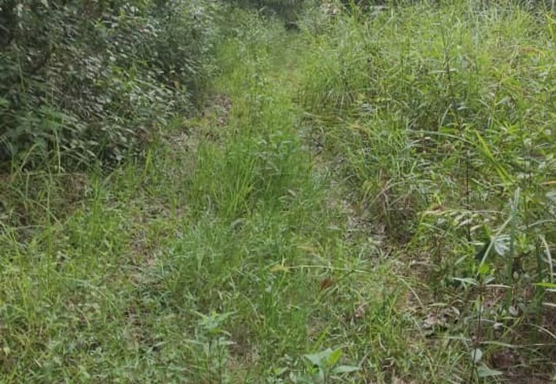 Tanah 3.5 ekar Geran Kongsi dekat Univ Sultan Azlan Shah (USAS) Tmn Chandan Puteri KUALA KANGSAR Perak