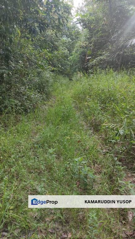 Tanah 3.5 ekar Geran Kongsi dekat Univ Sultan Azlan Shah (USAS) Tmn Chandan Puteri KUALA KANGSAR Perak, Perak, Kuala Kangsar
