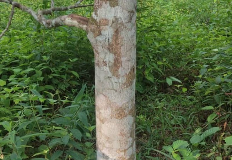 Tanah 3.5 ekar Geran Kongsi dekat Univ Sultan Azlan Shah (USAS) Tmn Chandan Puteri KUALA KANGSAR Perak