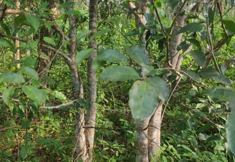 Tanah 3.5 ekar Geran Kongsi dekat Univ Sultan Azlan Shah (USAS) Tmn Chandan Puteri KUALA KANGSAR Perak