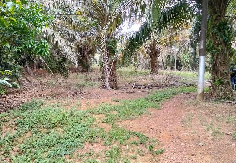 Freehold Agricultural Land Paya Rumput MELAKA Tengah.