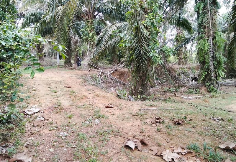 Freehold Agricultural Land Paya Rumput MELAKA Tengah.