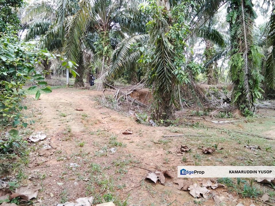 Freehold Agricultural Land Paya Rumput MELAKA Tengah., Melaka, Melaka Tengah