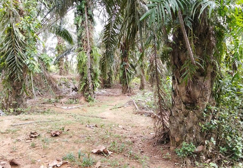 Freehold Agricultural Land Paya Rumput MELAKA Tengah.