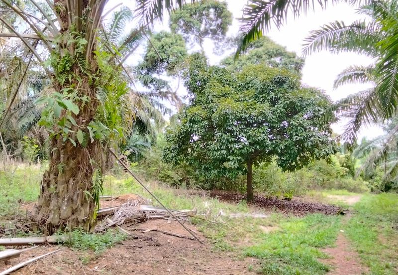 Freehold Agricultural Land Paya Rumput MELAKA Tengah.