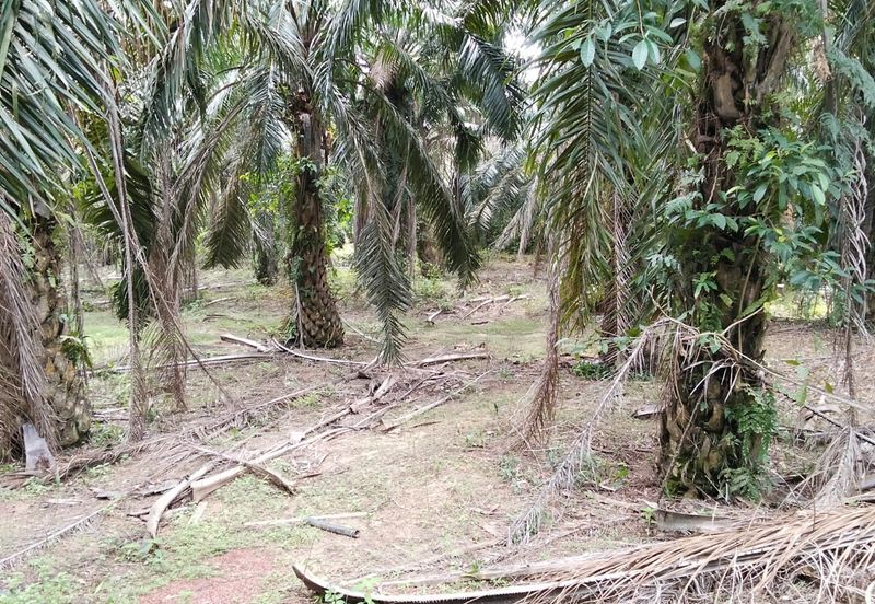 Freehold Agricultural Land Paya Rumput MELAKA Tengah.