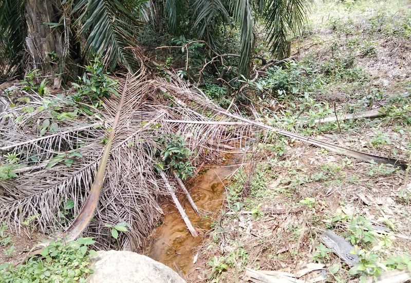 Freehold Agricultural Land Paya Rumput MELAKA Tengah.