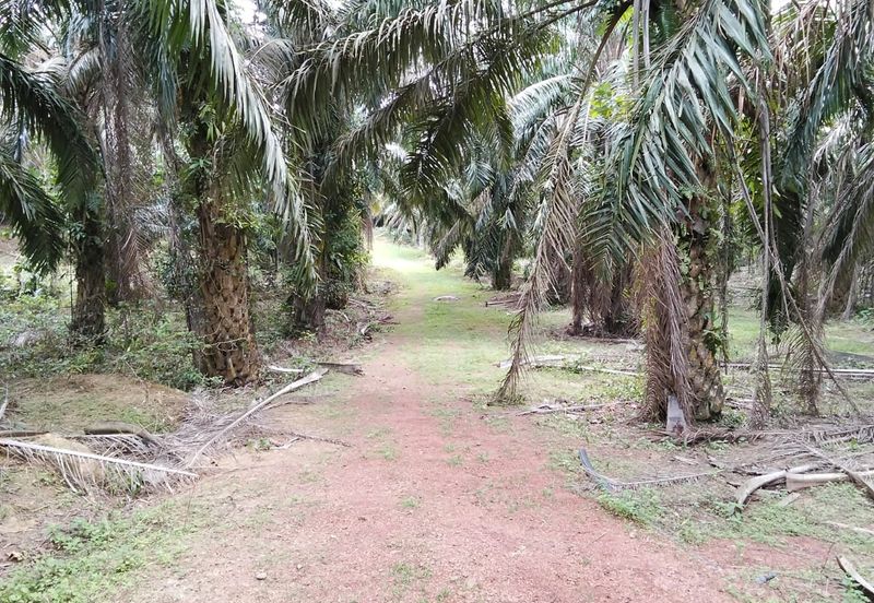 Freehold Agricultural Land Paya Rumput MELAKA Tengah.