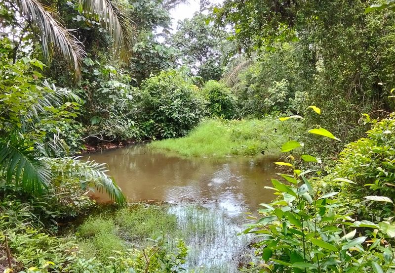 Freehold Agricultural Land Paya Rumput MELAKA Tengah.