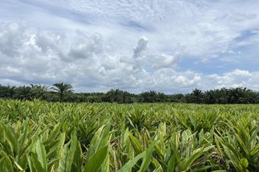 Tanah Pertanian 3 ekar dekat KLIA Rancangan Tanah Sg Blankan Sepang

