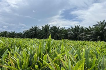 Tanah Pertanian 3 ekar dekat KLIA Rancangan Tanah Sg Blankan Sepang

