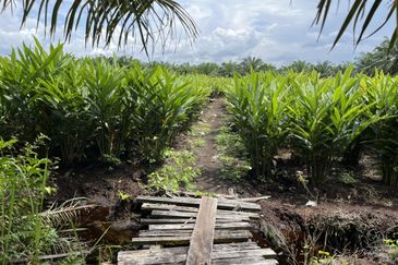 Tanah Pertanian 3 ekar dekat KLIA Rancangan Tanah Sg Blankan Sepang

