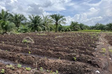 Tanah Pertanian 3 ekar dekat KLIA Rancangan Tanah Sg Blankan Sepang

