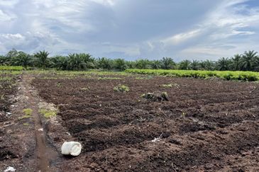 Tanah Pertanian 3 ekar dekat KLIA Rancangan Tanah Sg Blankan Sepang

