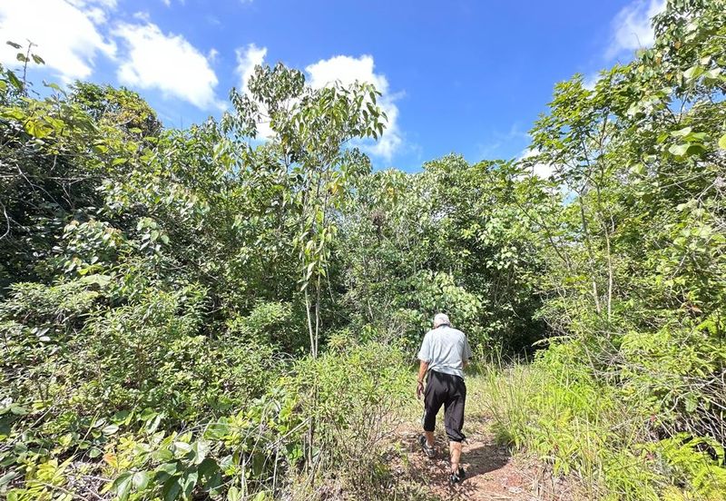 Tanah Pertanian 8 ekar 10 min dari TOLL TEMERLOH Freehold Rezab Melayu