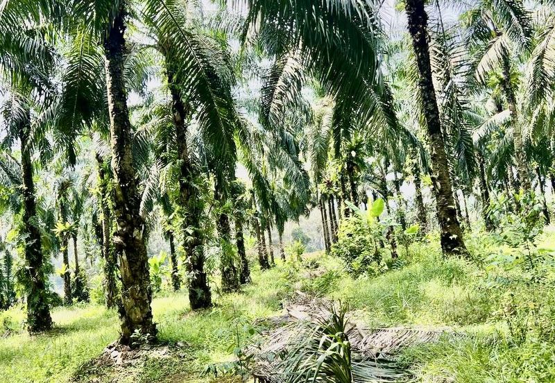 Land Pagoh 4.69 Acres NON BUMI LOT