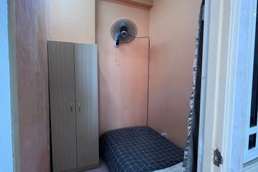 Evergreen Park Scot Pine