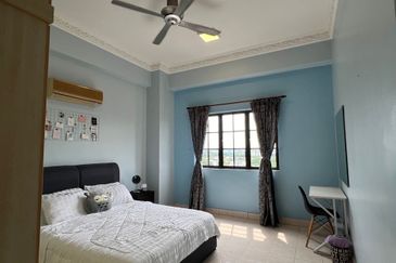 Evergreen Park Scot Pine