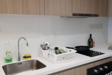 Cyperus @ Tropicana Gardens