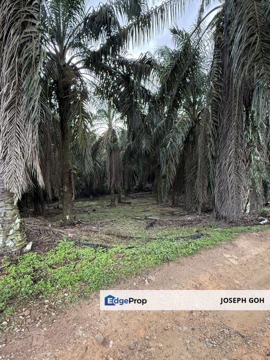 Senai Palm oil tree, near Taman Impian Jaya, Johor, Senai