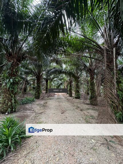 2.7 Acres Land Sungai Kapar Indah Kampung Perepat Klang, Selangor, Kapar 