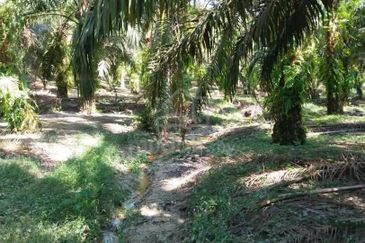 Ipoh pusing freehold super big 5 acres oil palm tree land for sale