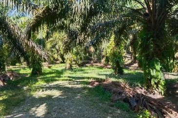 Ipoh pusing freehold super big 5 acres oil palm tree land for sale
