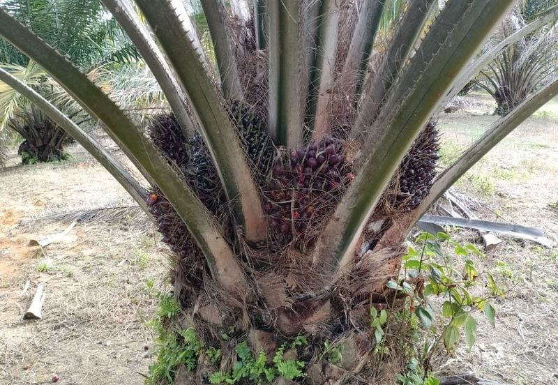 Perak batu gajah siputeh freehold super big oil palm land for sale