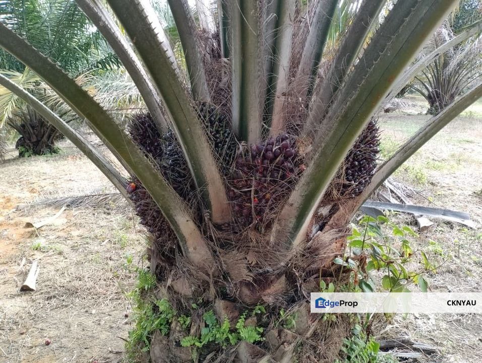 Perak batu gajah siputeh freehold super big oil palm land for sale, Perak, Ipoh