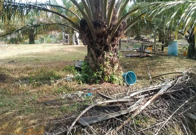 Perak batu gajah siputeh freehold super big oil palm land for sale