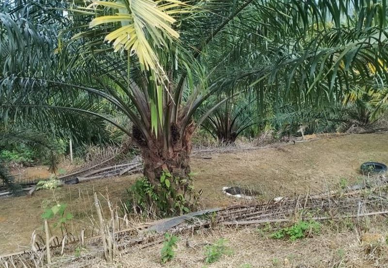 Perak batu gajah siputeh freehold super big oil palm land for sale