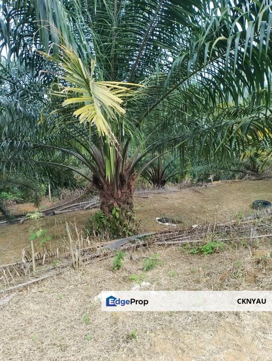 Perak batu gajah siputeh freehold super big oil palm land for sale, Perak, Ipoh