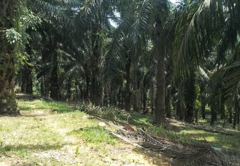 Perak batu gajah siputeh freehold super big oil palm land for sale