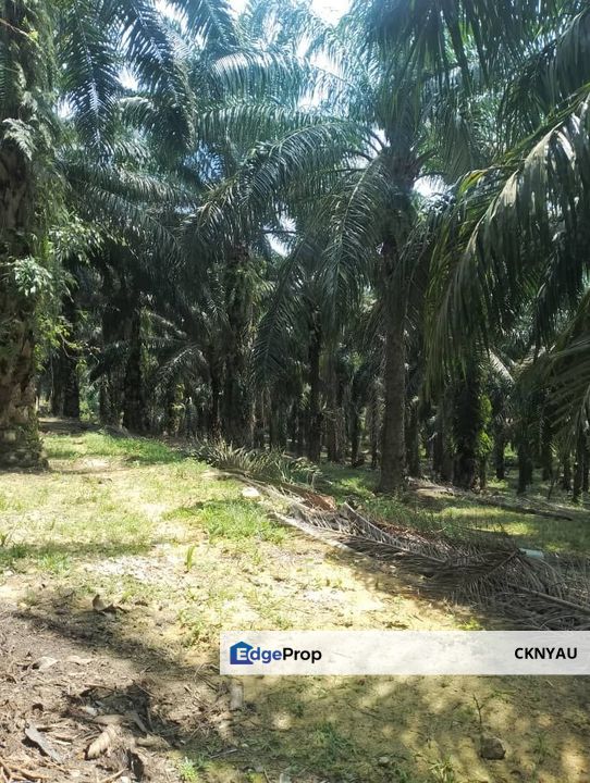 Perak batu gajah siputeh freehold super big oil palm land for sale, Perak, Ipoh