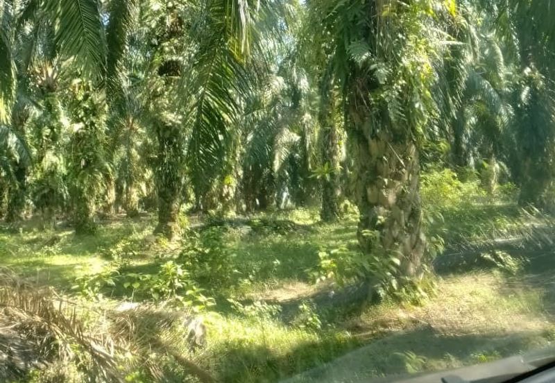 Perak batu gajah siputeh freehold super big oil palm land for sale
